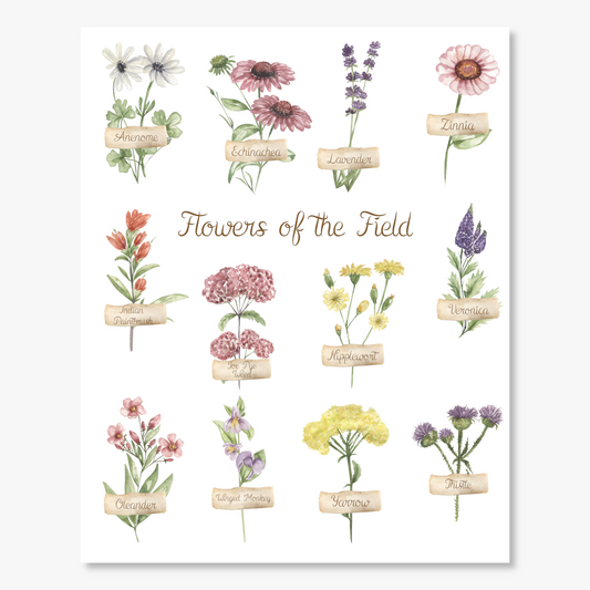 Wildflowers of the Field Botanical Wall Print