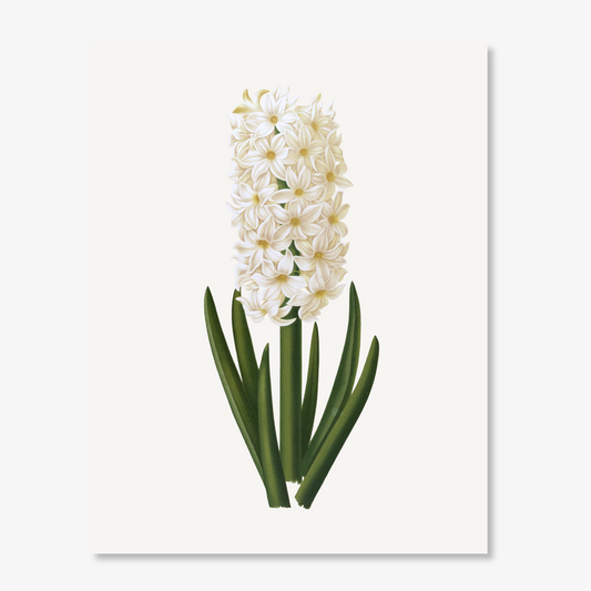 Botanical White Hyacinth Watercolor Print