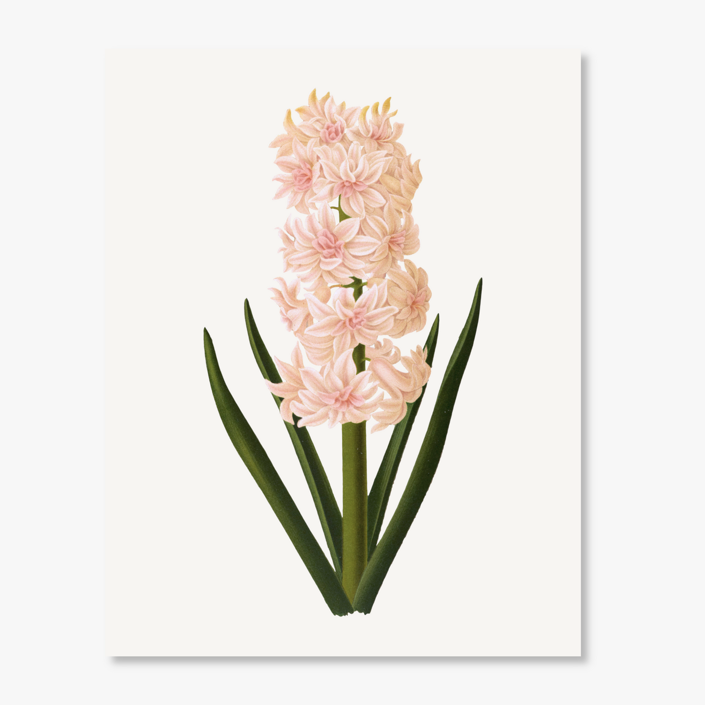 Botanical Pink Hyacinth Watercolor Print