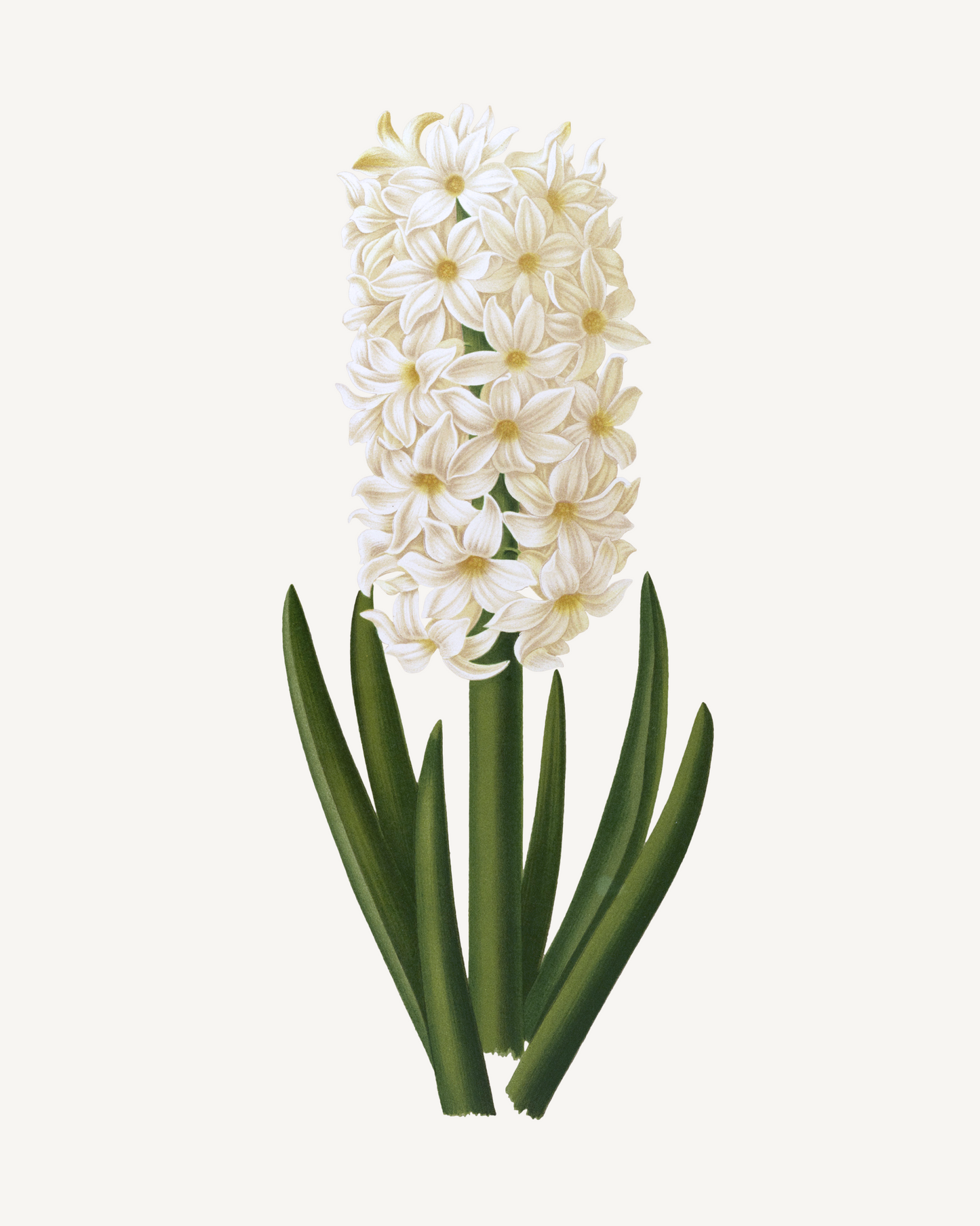 Botanical White Hyacinth Watercolor Print